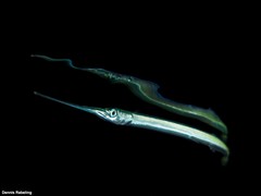 Platybelone argalus