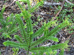 Veronica vernicosa