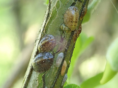 Parthenolecanium corni