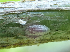 Parthenolecanium corni