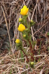 Adonis apennina