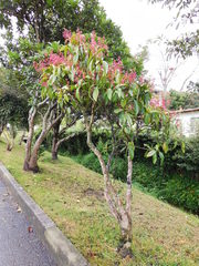 Miconia notabilis