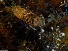 Gnathophyllum elegans