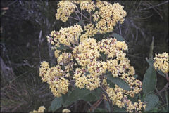 Pomaderris intermedia