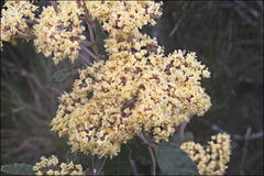 Pomaderris intermedia