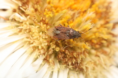 Rhypodes