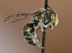 Osmia conjuncta