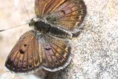 Lycaena tama
