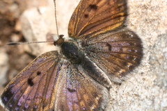 Lycaena tama