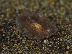 Phrikoceros mopsus