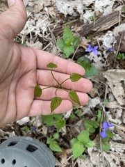 Dioscorea quaternata