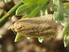 Clepsis senecionana