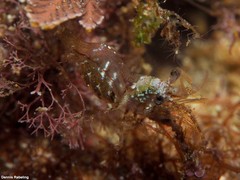 Eualus occultus