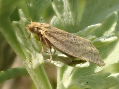Clepsis senecionana