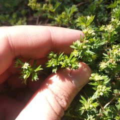 Alchemilla procumbens