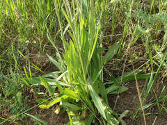Puccinia hieracii