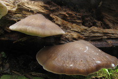 Oligoporus