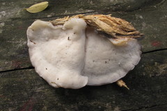 Oligoporus