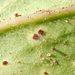 Puccinia hieracii - Photo (c) Иван Матершев, some rights reserved (CC BY-NC), uploaded by Иван Матершев