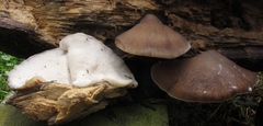 Oligoporus