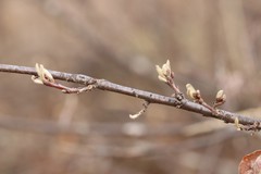 Cotoneaster melanocarpus