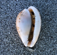 Notocypraea comptonii