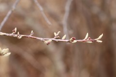 Cotoneaster melanocarpus