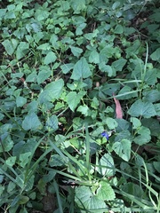 Salvia scutellarioides