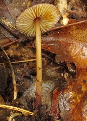 Mycena atkinsoniana