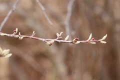 Cotoneaster melanocarpus