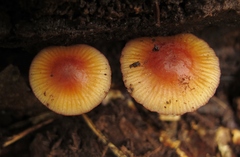Mycena atkinsoniana