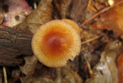 Mycena atkinsoniana