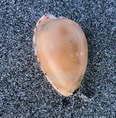 Notocypraea comptonii