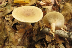 Lactarius cinereus