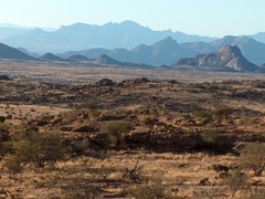 Dendroaspis polylepis