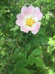 Rosa