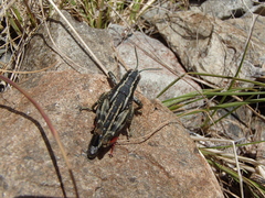 Sigaus australis