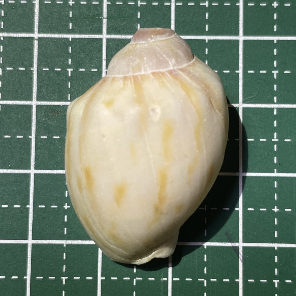 Casmaria erinaceus