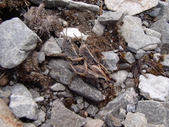 Sigaus australis