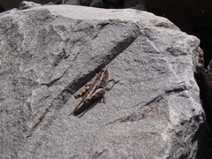 Sigaus australis