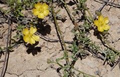 Sida trichopoda