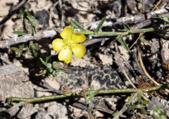 Sida trichopoda