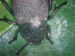 Phymatiotris quadricollis