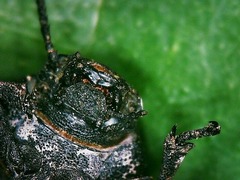 Phymatiotris quadricollis