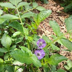 Solanum demissum