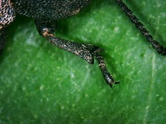 Phymatiotris quadricollis