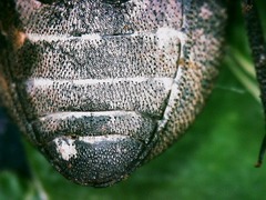 Phymatiotris quadricollis