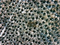 Phymatiotris quadricollis