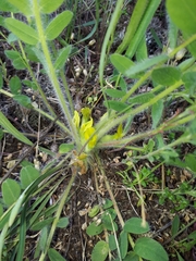 Astragalus exscapus
