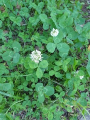 Trifolium repens